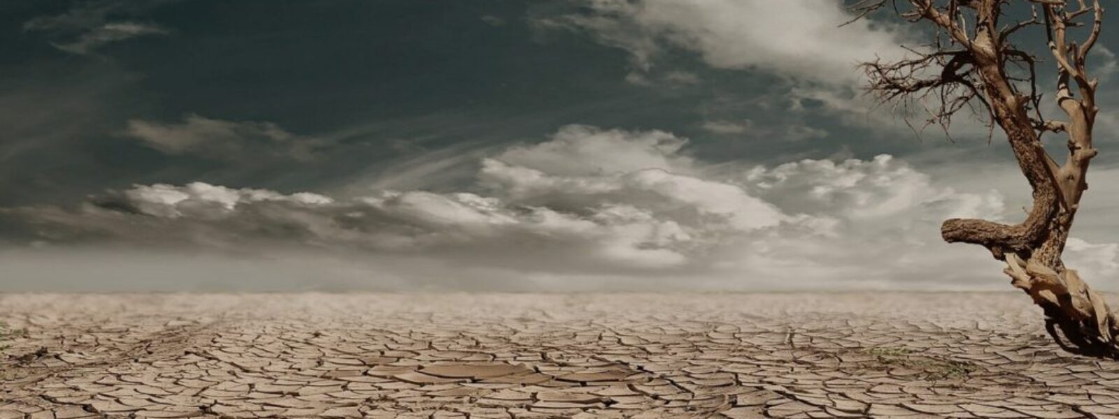 Hamilton clay soil — Hamilton