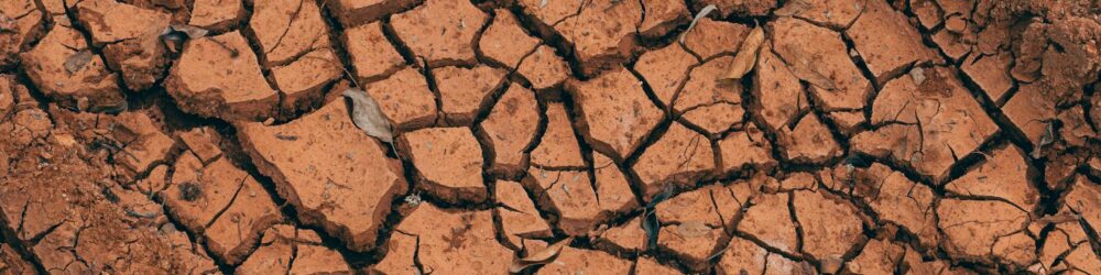 Hamilton clay soil New Zealand